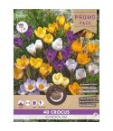 Crocus Botanic Mix - 40 pcs 