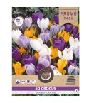 Crocus Grandiflora Mix 7/8 - Pack of 30