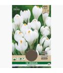 Crocus Jeanne D'Arc