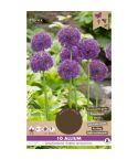 Florex Allium Purple Sensation - 10 pieces 