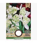 Florex Galanthus Double Snowdrops 