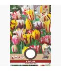 Florex Rembrandt Tulips Flower Bulbs - 8 pieces 