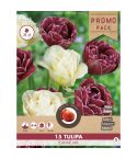 Florex Tulip Jeanne Mix 11/12  - 15 pieces 