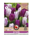 Florex Tulip Nova Mix 11/12 - 20 pieces 