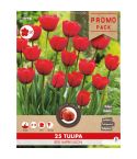 Florex Tulip Red Impression 11/12 - Pack of 8