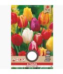 Florex Tulip Single Mix Early 11/12 - 8 pieces 