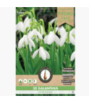 Galanthus Woronowii 5/6 - 30 pieces