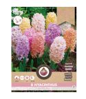 Hyacinth Pastel Mix 14/15 - Pack of 8