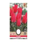 Tulip Greigii Oriental Beauty 11/12 - 8 pieces 