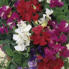 Suttons Seeds - Sweet Pea - Patio Mix