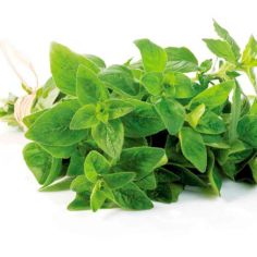Suttons Herb Oregano Seeds - Pack Of 750