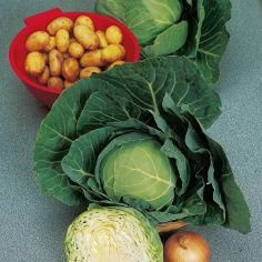 Suttons Seeds - Cabbage Golden Acre
