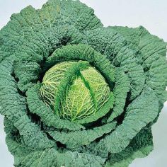 Suttons Seeds - Savoy Cabbage - Ormskirk (1) Rearguard