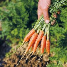 Suttons Seeds - Carrot - Ideal