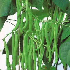 Suttons Seeds - Climbing French Bean - Blue Lake