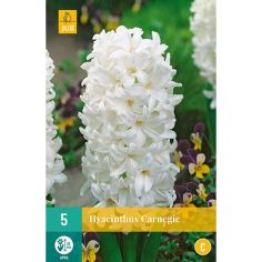 Hyacinth Carnegie Flower Bulbs - Pack Of 5