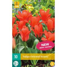 Tulip Oriental Beauty Flower Bulb - Pack of 7