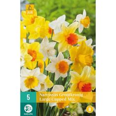 Daffodil (Narcissus Large Cupped Mix) Bulbs - Pack Of 5