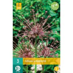 Allium Schubertii Flower Bulbs - Pack Of 3