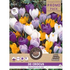 Crocus Grandiflora Mix 7/8 - Pack of 30