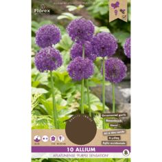 Florex Allium Purple Sensation - 10 pieces 