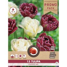 Florex Tulip Jeanne Mix 11/12  - 15 pieces 