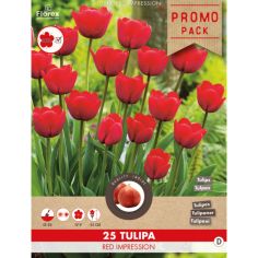 Florex Tulip Red Impression 11/12 - Pack of 8