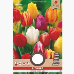 Florex Tulip Single Mix Early 11/12 - 8 pieces 