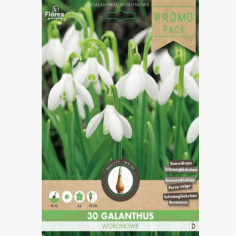 Galanthus Woronowii 5/6 - 30 pieces