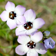 Gilia Seeds - Violet Fields 