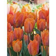 Tulip Prinses Irene Flower Bulb - Pack Of 7