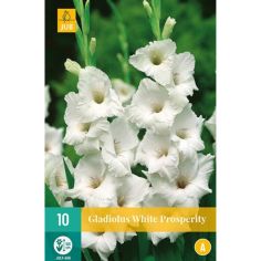 Gladiolus White Propserity 12/14