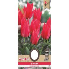 Tulip Greigii Oriental Beauty 11/12 - 8 pieces 